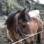 Am Weiher Alpesi faház Recht